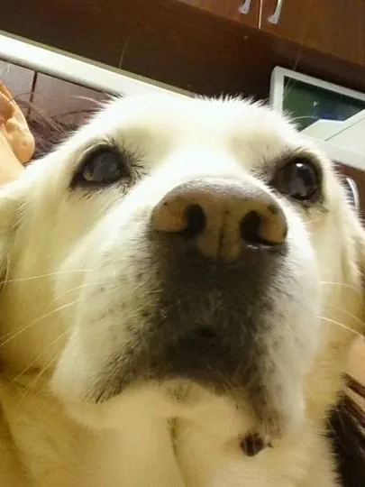 Fáni nose